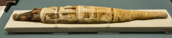 mummification. pets