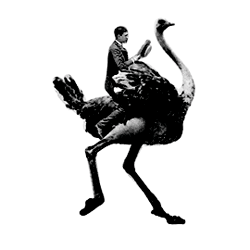 muybridge_ostrich.gif