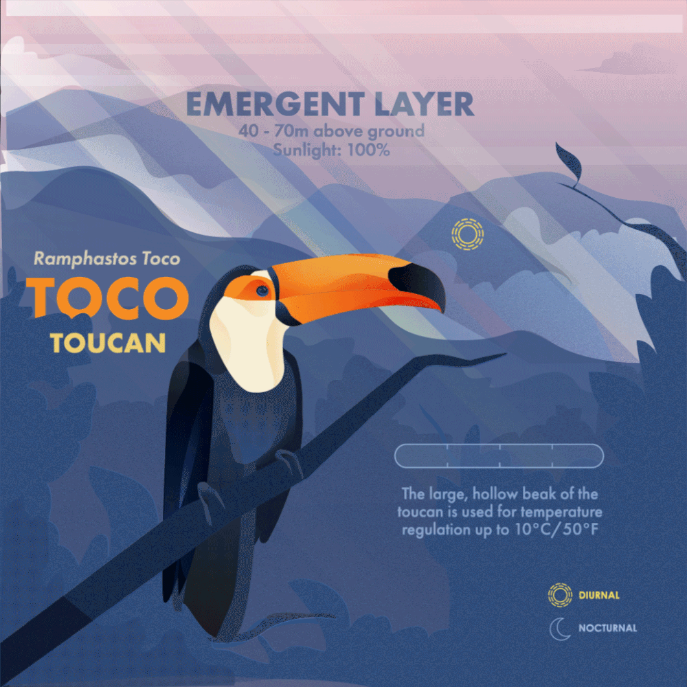 Toucan_Web_Optimized.gif