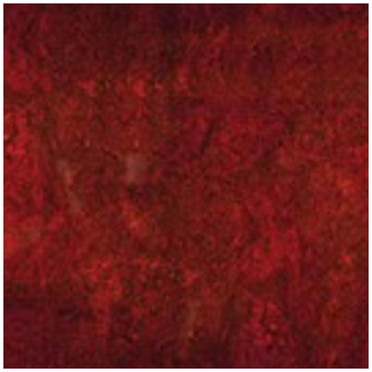 Red Multi.jpg