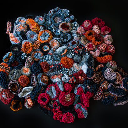 Anemones in volcanic rock