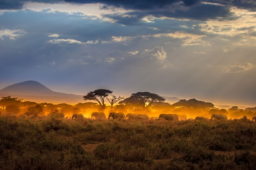 Migration of elephants. Herd of elephants. Evening in the African savannah..jpg