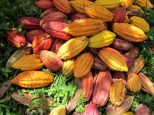 Cacao sacré : Une histoire de santé et de plaisir