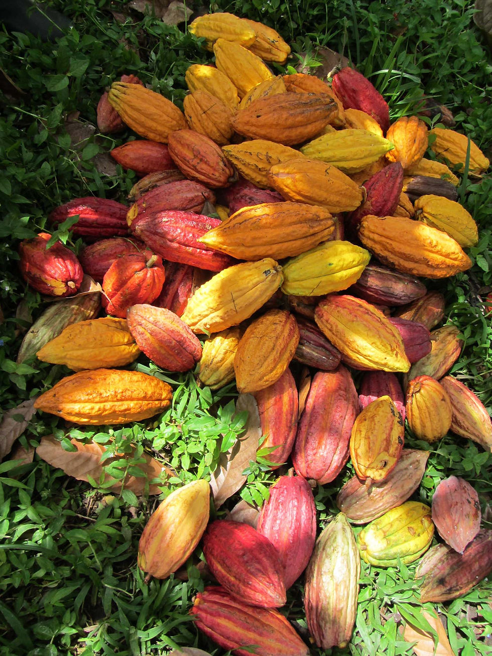 Cacao sacré : Une histoire de santé et de plaisir