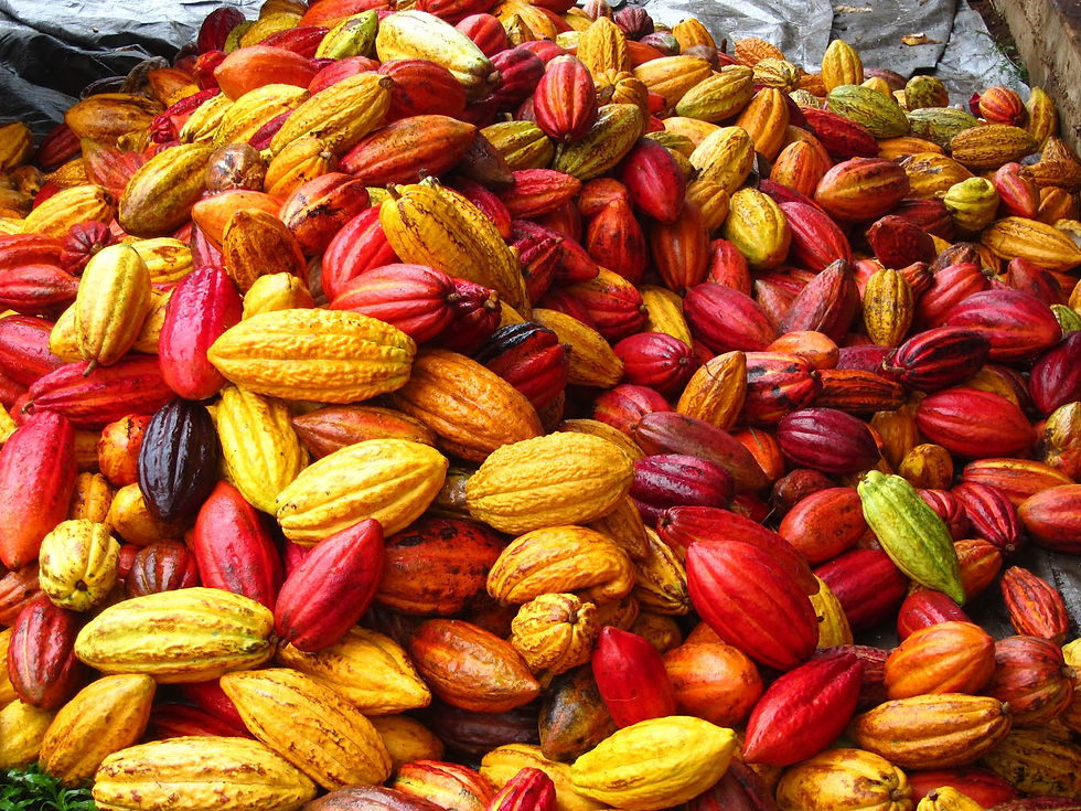 Close-up view of ceremonial cacao beans on a wooden table