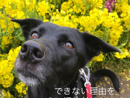 できない理由を犬に押し付けないで