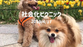2019/4/17 社会化ピクニック