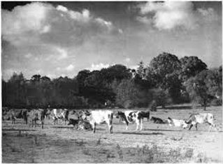 Cows.jpeg
