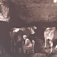 milking cow.jpeg