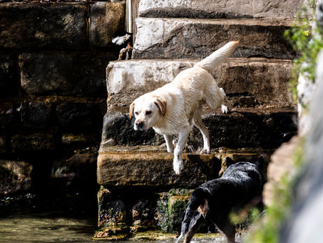 15/08/2025 - Birchgrove, Sydney morning sights