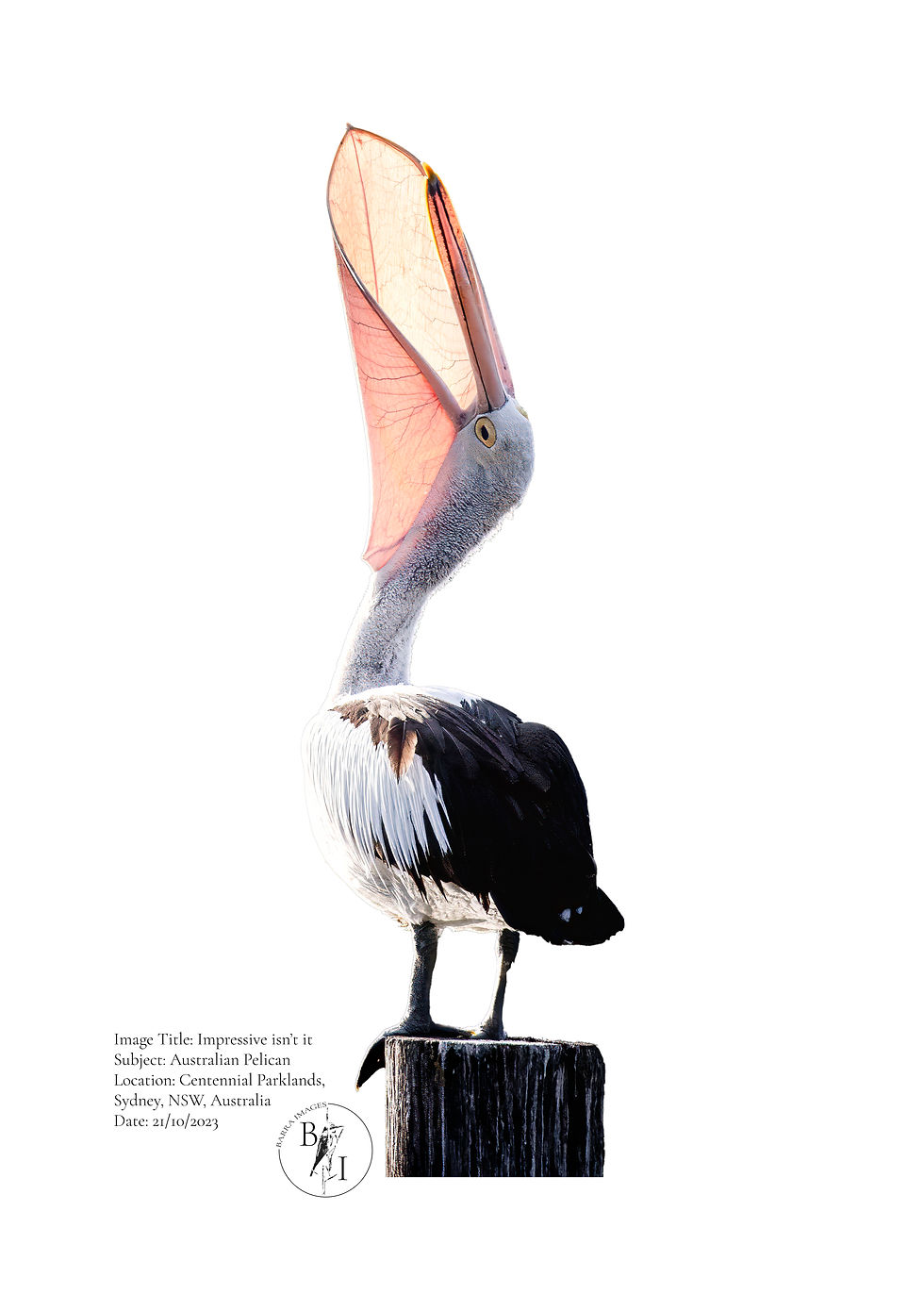 Thumbnail: Impressive isn't it - Australian Pelican Tea Towel
