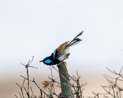 Barraya Insect Ready, set | Barra Images
