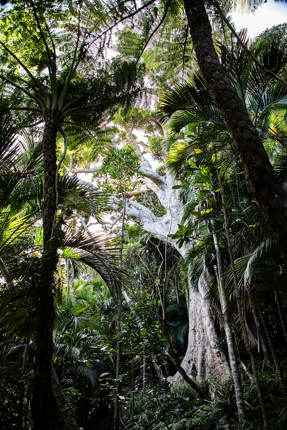 A large Banyon tree along the early part of the Mt Gower Trek