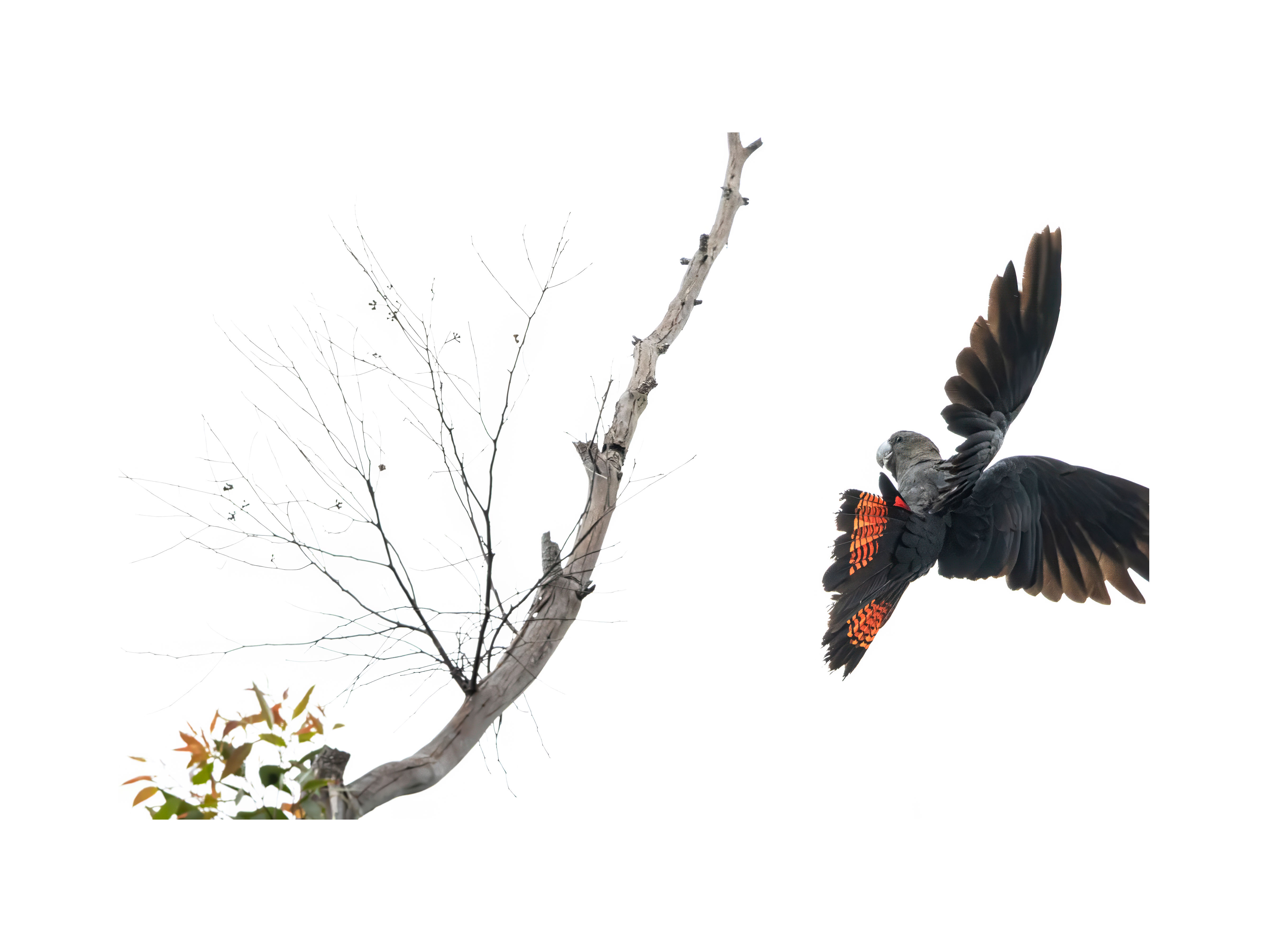 Incoming - Glossy Black Cockatoo coming in to land on a perch, wings outstretched displaying a beautiful red and orange tail
