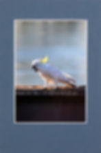 Thumbnail: Industrial Nature - Australian Birds Greeting Card