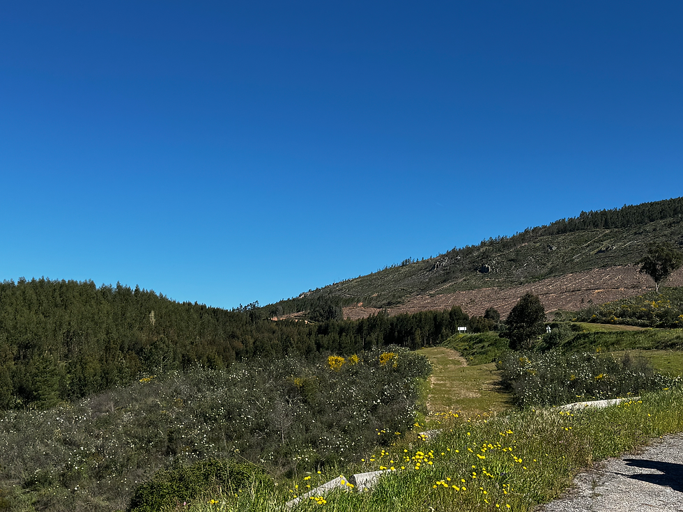 View up the side of the mountains at the same stop.