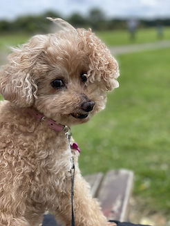 WhatsApp Image 2025-11-01 at 09.53.20_0cbb0122.jpg