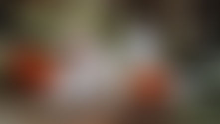 Klibbiga spindlar - halloweengodis till hund