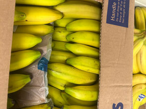Lots of bananas 8-13-26