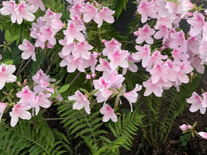 Plant swap May 2nd