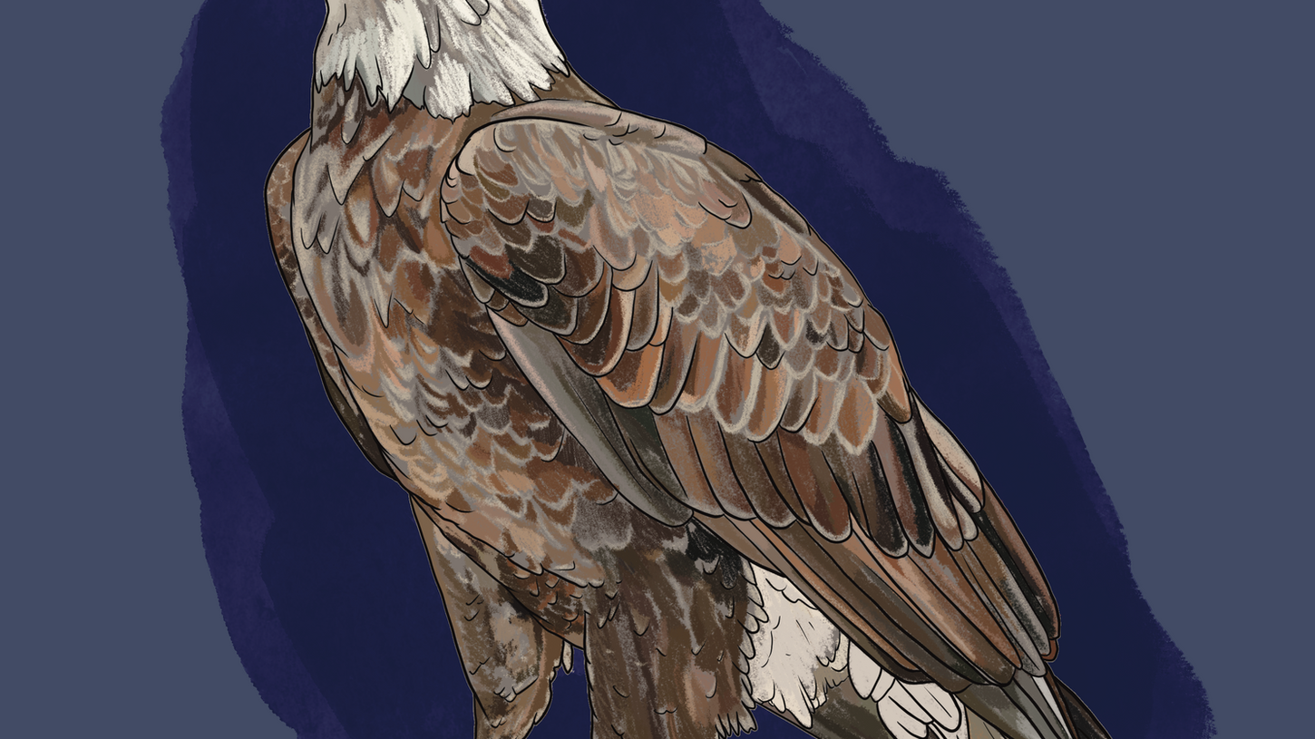illustration of a bald eagle