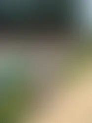 MINE REJSETIPS TIL BJERGBYEN DALAT