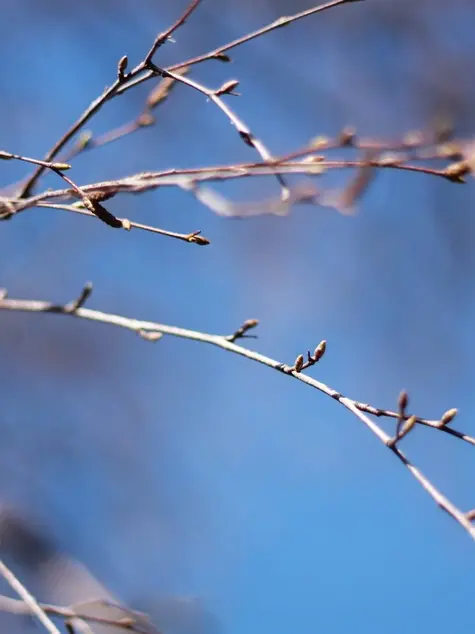 PÃ…SKEN I BILLEDER //2