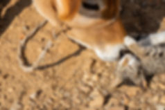 AdobeStock_242437017.jpeg