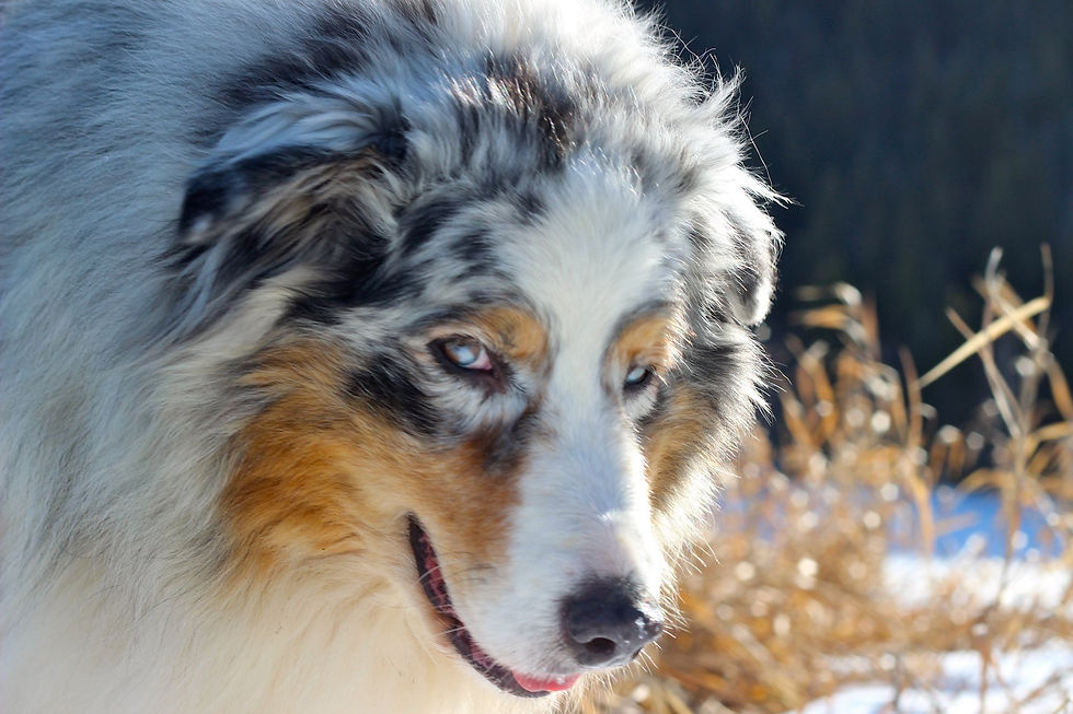 89361907_2655215558055096_66643137503271