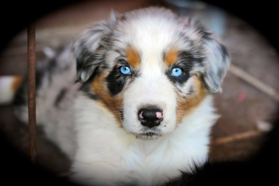 19702065_1938679253042067_6846007133620289366_n