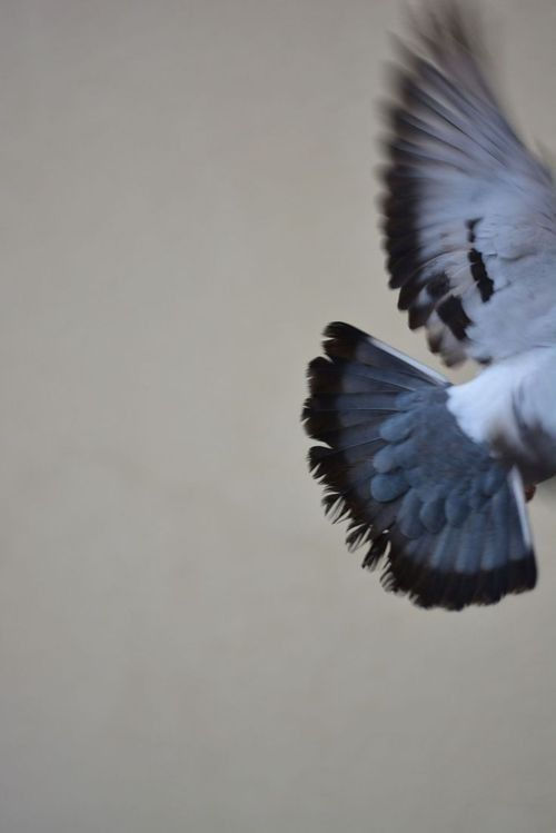 Feathered Wings, Curl Around Me