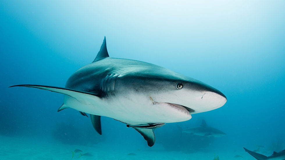 Elasmobrânquios