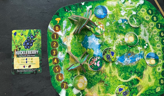 an overhead of a huckleberry card and board for Canopy Evergreen