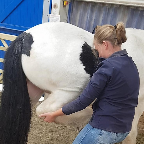 equine massage, horse massage, bodywork, sports massage, physiotherpy
