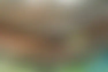 5 signes qu'un arbre est dangereux et doit être abattu d'urgence