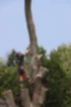 Abattage et securité