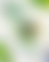 CAA-PB celebra o Dia da Independência do Brasil