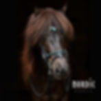 Miniatyrbild: Nordic Horse Nackstycke Crown