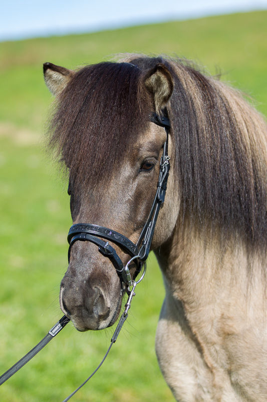 Kombinerad Nosgrimma Moon Rock Eques