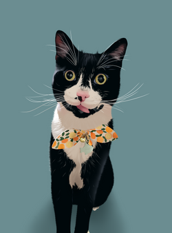 Morgana The Cat