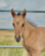 2025 Dun Zorro x Catelina
