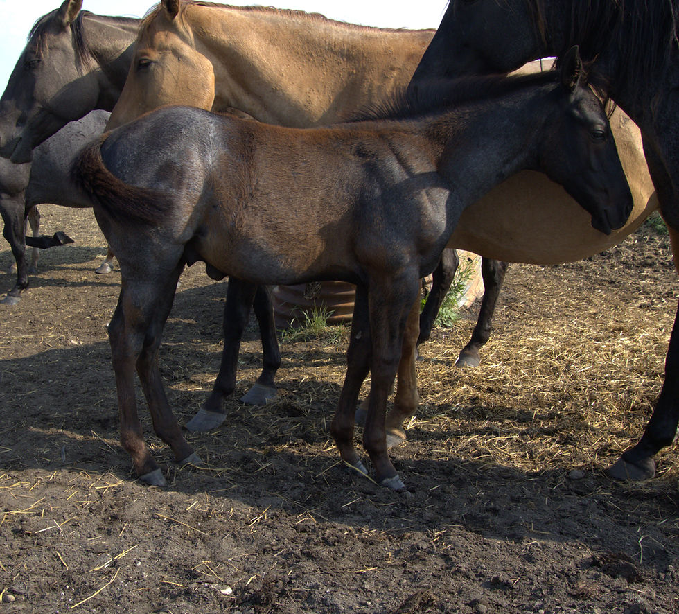 Cash Blue roan colt 2025 side