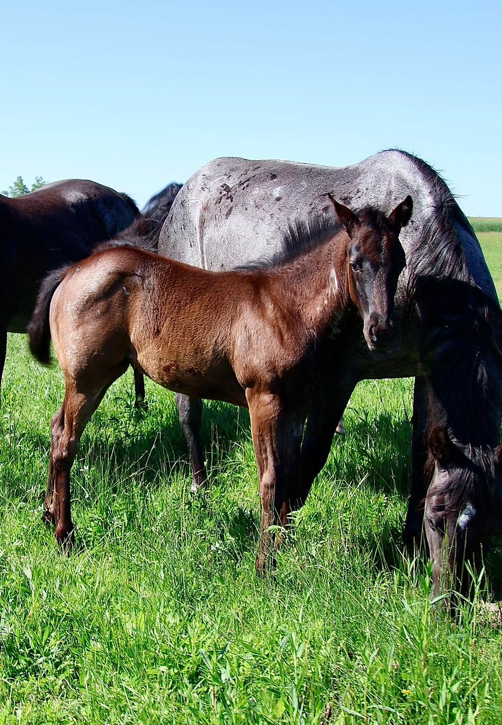 Sisters Filly 4