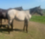 Harmony Yearling