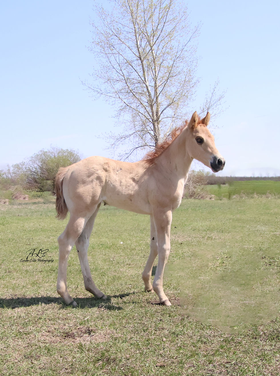Money Mans Tiger x Jackals Redhead 2024 Red Dun Filly