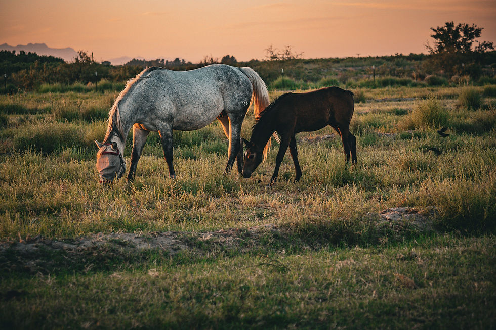 Faith and 2025 Filly