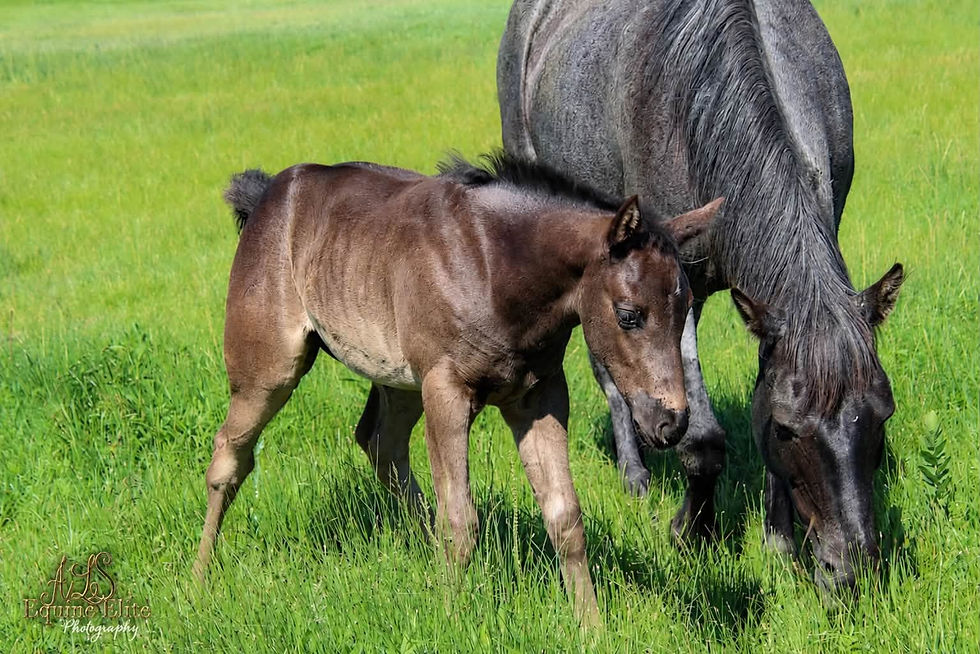2026 Rocky x Skittles 3 qrtr