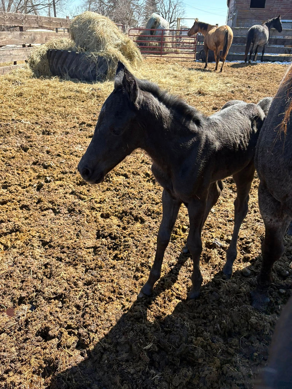 2026 Rocky x Quincy Blue Roan Colt 1
