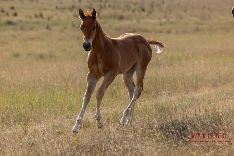 Winston x Hazel Sorrel Colt