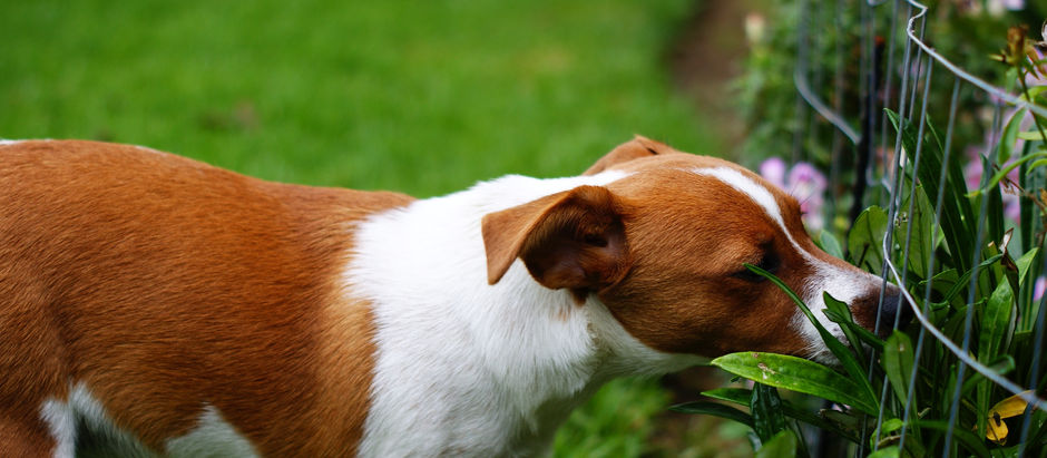 The secret power of herbs